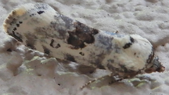 Ponometia tripartita