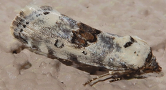 Ponometia tripartita