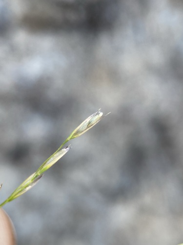 Image of Deschampsia elongata by (c) Matt Berger, some rights reserved (CC BY)