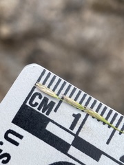 Deschampsia elongata