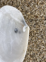 Periploma planiusculum