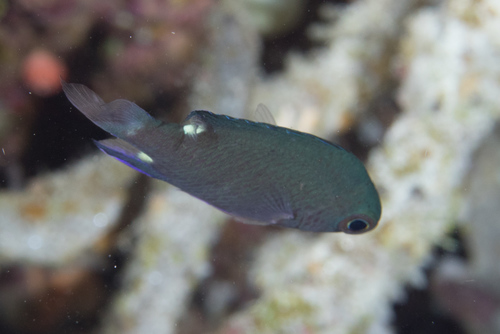 Twinspot chromis (Chromis elerae) — Pomacentridae — 2