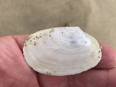 Periploma planiusculum