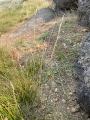 Deschampsia elongata
