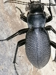 Carabus brandti