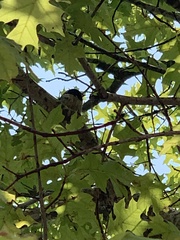 Passer domesticus domesticus