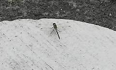 Erythemis vesiculosa