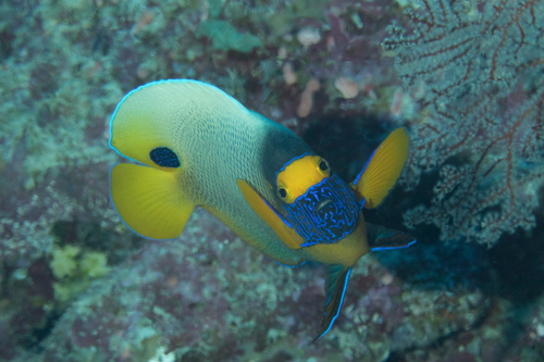 Yellowface angelfish (Pomacanthus xanthometopon) — Pomacanthidae — 5
