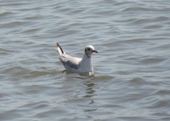 Chroicocephalus ridibundus