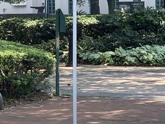 Passer domesticus domesticus