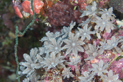 Clavularia