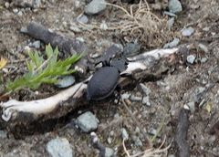 Carabus taedatus