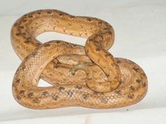 Tropidophis melanurus