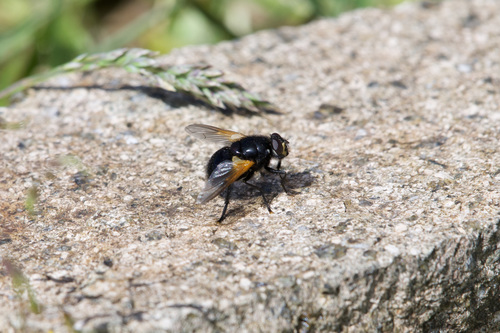 Noon Fly photo 3