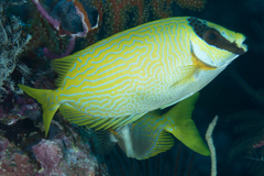 Siganus puellus