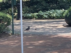 Columba livia domestica