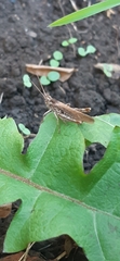 Chorthippus brunneus