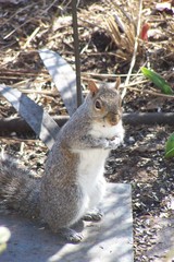 Sciurus carolinensis