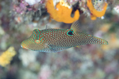 Canthigaster papua