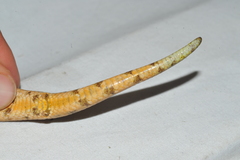 Tropidophis melanurus