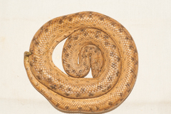 Tropidophis melanurus