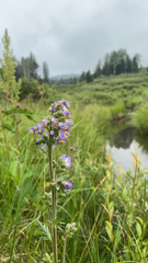 Polemonium occidentale occidentale