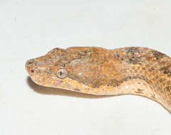 Tropidophis melanurus