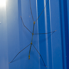 Clitumninae