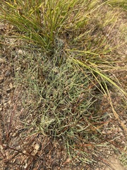 Muhlenbergia richardsonis