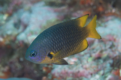 Pomacentrus philippinus