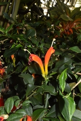 Aeschynanthus speciosus