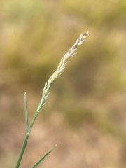 Muhlenbergia richardsonis