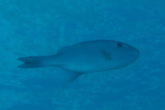 Canthidermis maculata