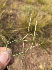 Muhlenbergia richardsonis