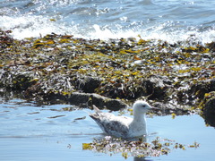 Larus argentatus