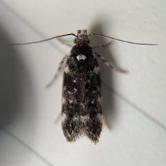 Chionodes bicostomaculella