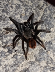 Tliltocatl epicureanus