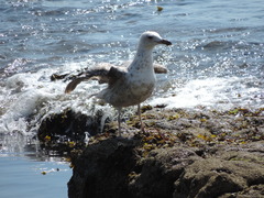 Larus argentatus