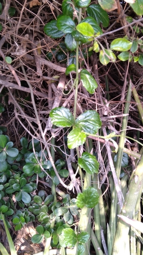 Cyphostemma flaviflorum