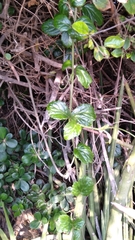 Cyphostemma flaviflorum