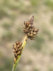 Carex hassei