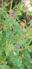 Epilobium hirsutum
