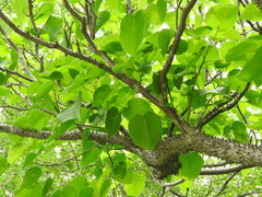 Hura polyandra