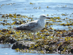 Larus argentatus