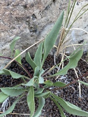 Pyrrocoma carthamoides