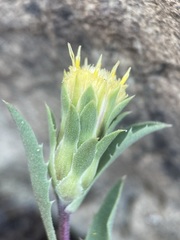 Pyrrocoma carthamoides