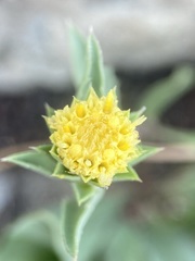 Pyrrocoma carthamoides