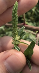 Amaranthus rudis