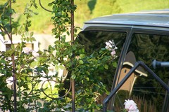 Archilochus colubris