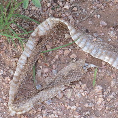 Pituophis catenifer